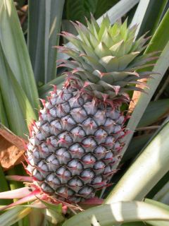 [240px-Pineapple1.jpg]