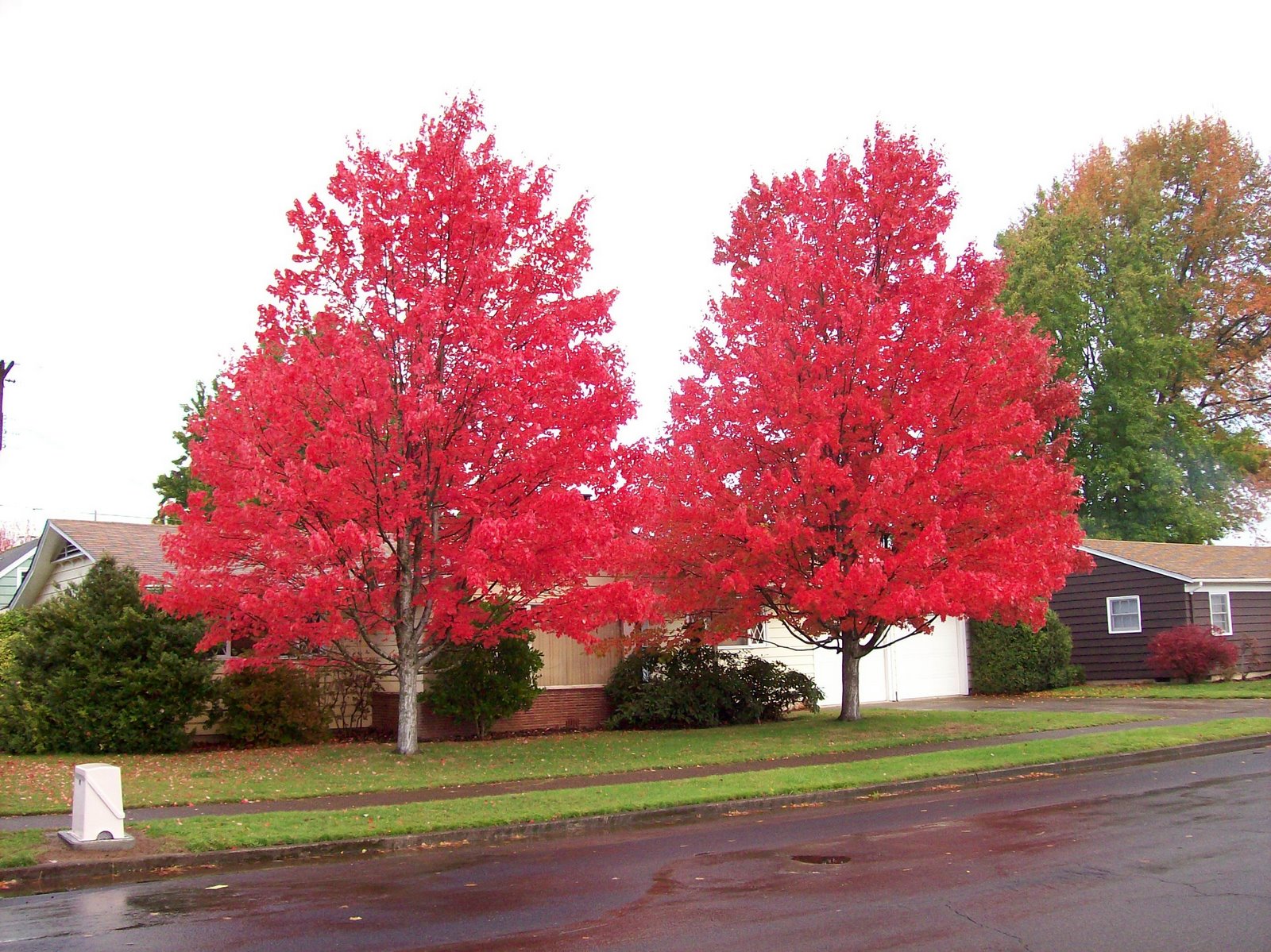[red+trees.jpg]