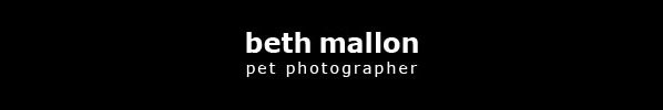 Beth Mallon - Pet Photographer