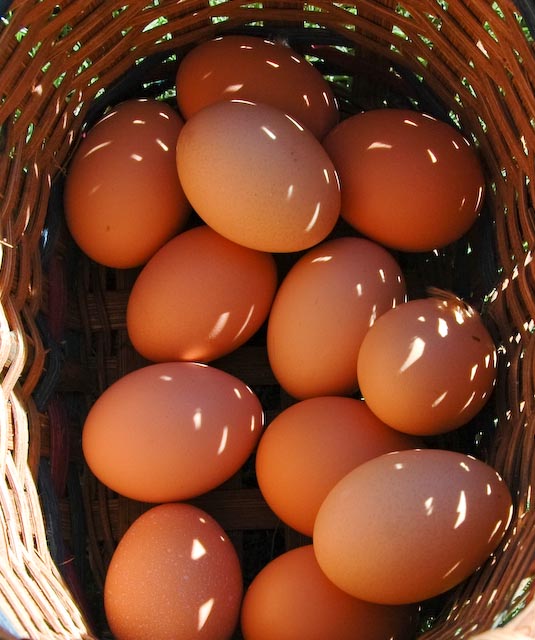 [brown-eggs-1-of-1.jpg]