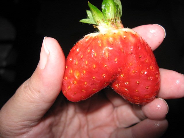 [strawberrrypants.jpg]