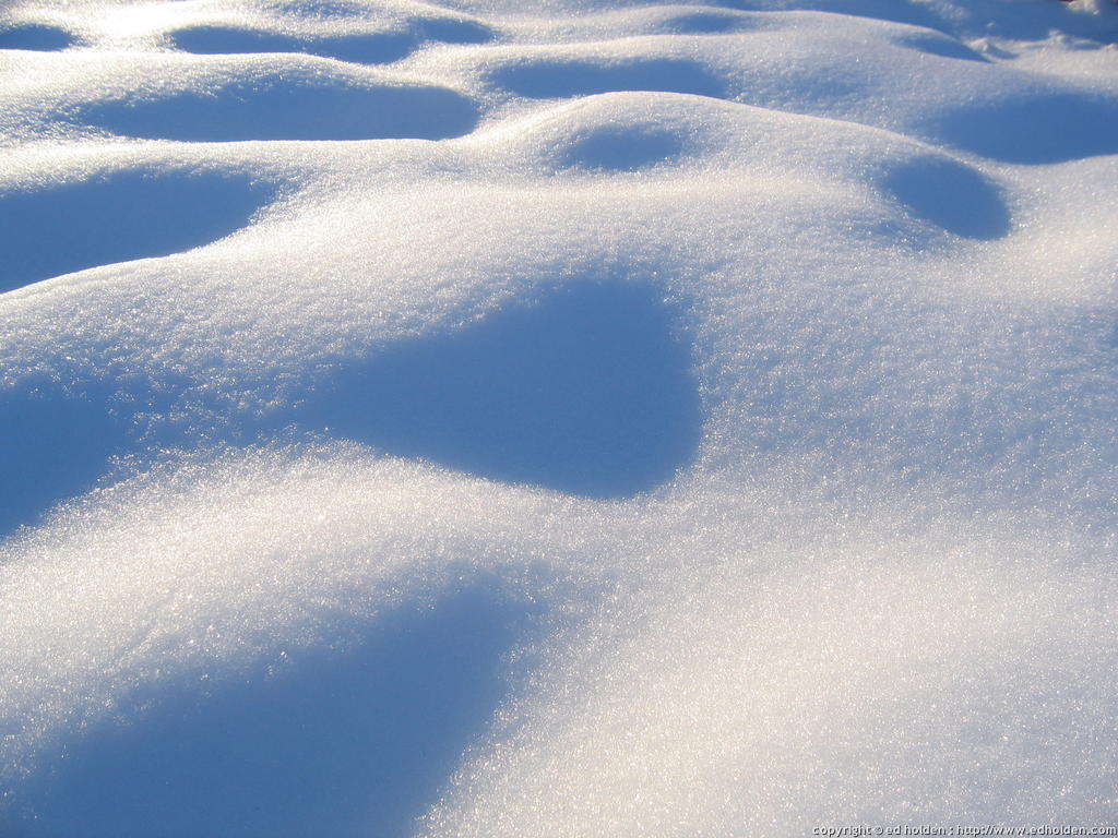 [20050107-02-snow-in-backyard-1-1.jpg]