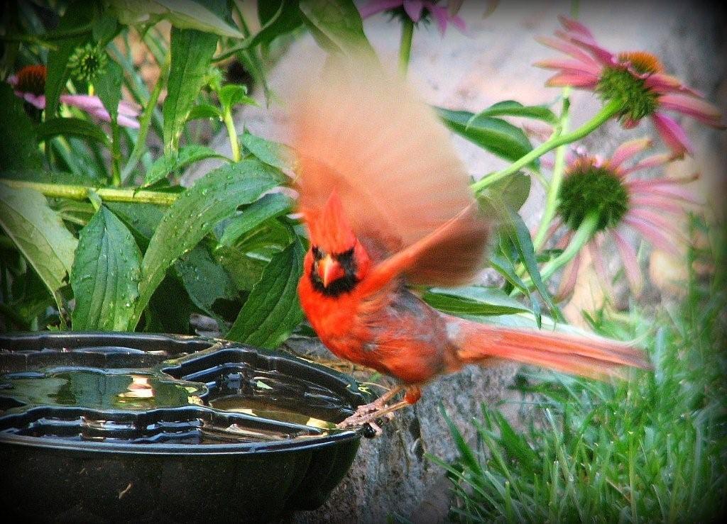 [cardinal+at+water.jpg]