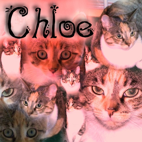 [Chloe-collage.JPG]