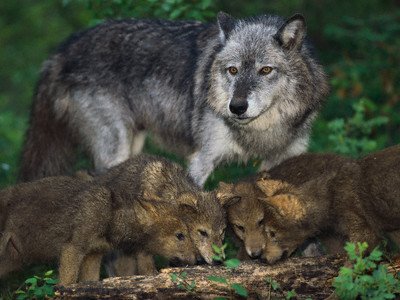 [wolf-and-pups.jpg]