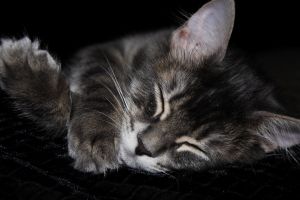 [cat+sleep.jpg]