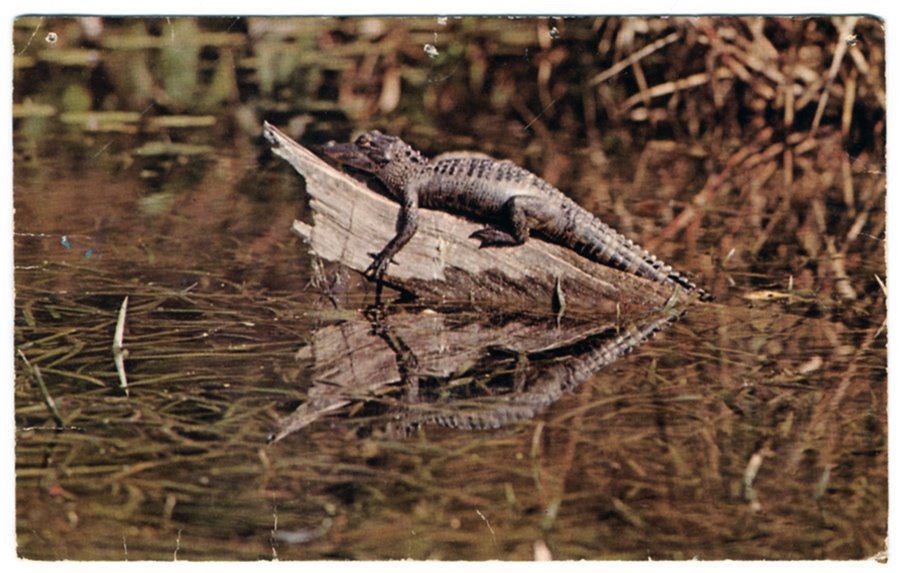 [alligator_front.jpg]