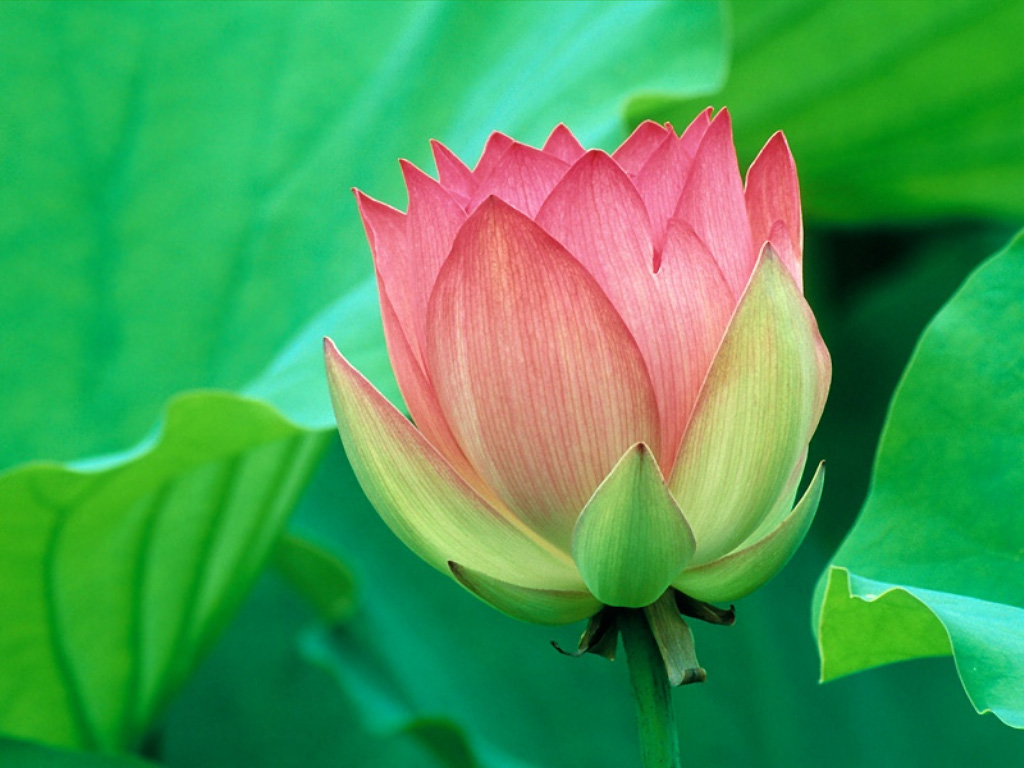[lotus-flower-wallpaper.jpg]