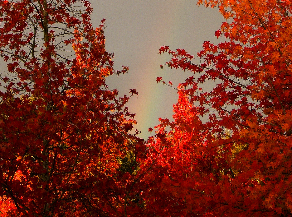 [autumn+maple+with+rainbow.jpg]