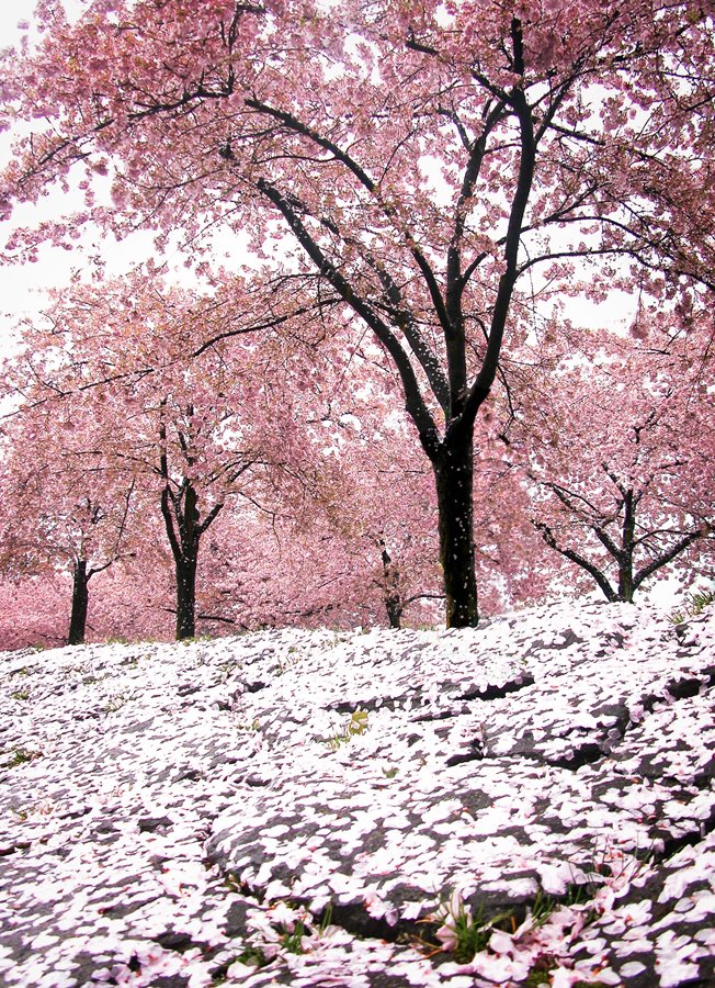 [cherry+blossoms.jpg]