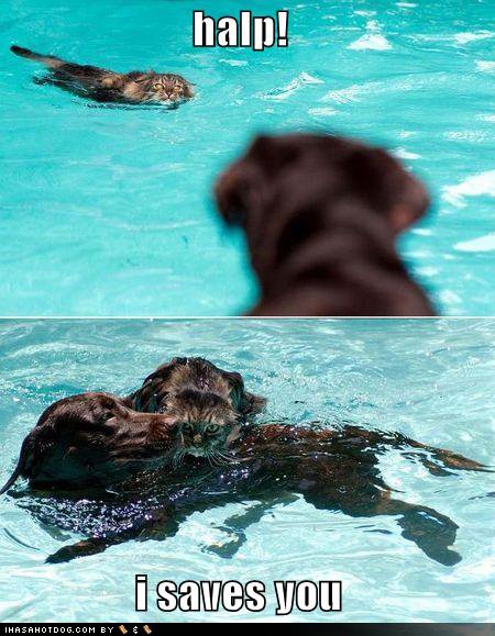 [funny-dog-pictures-saves-cat-pool.jpg]