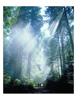 [323054~Haze-in-Redwood-National-Park-California-Posters.jpg]