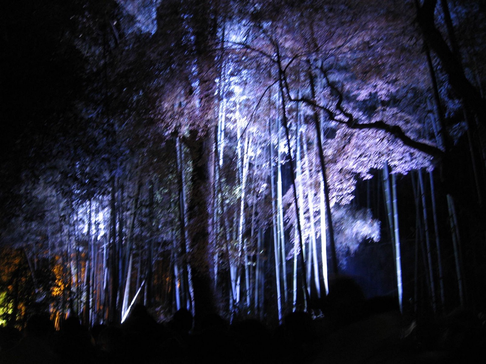[arashiyamahanatoro_6963.jpg]