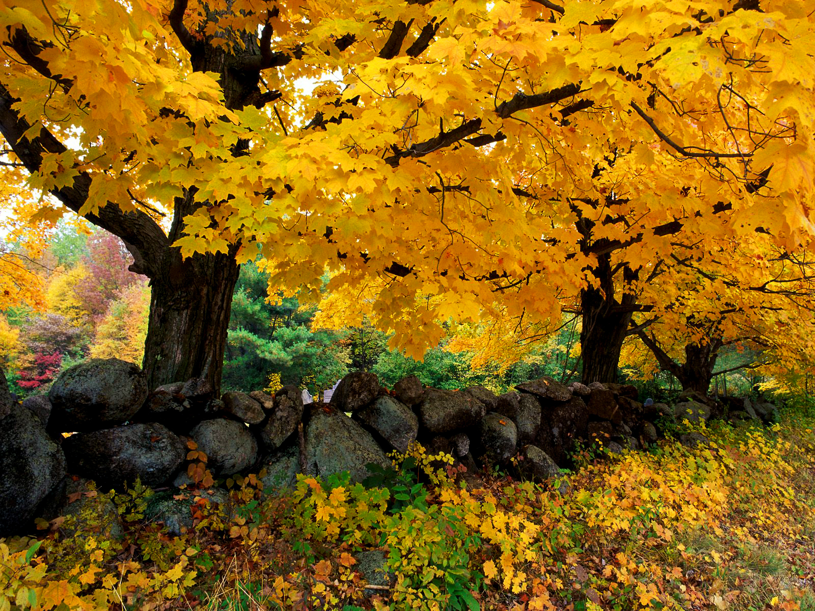 [Stone-Wall-Autumn-Leaves.jpg]