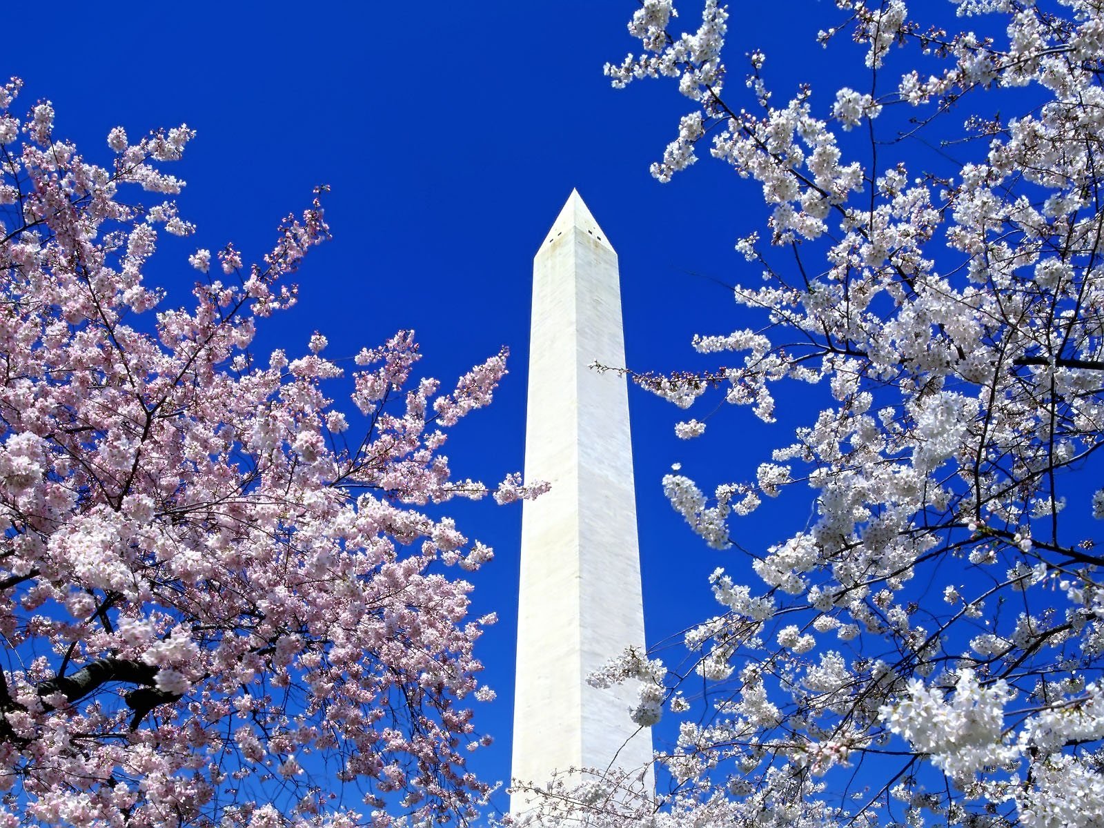 [Washington+Monument+through+cherry+blossoms.jpg]