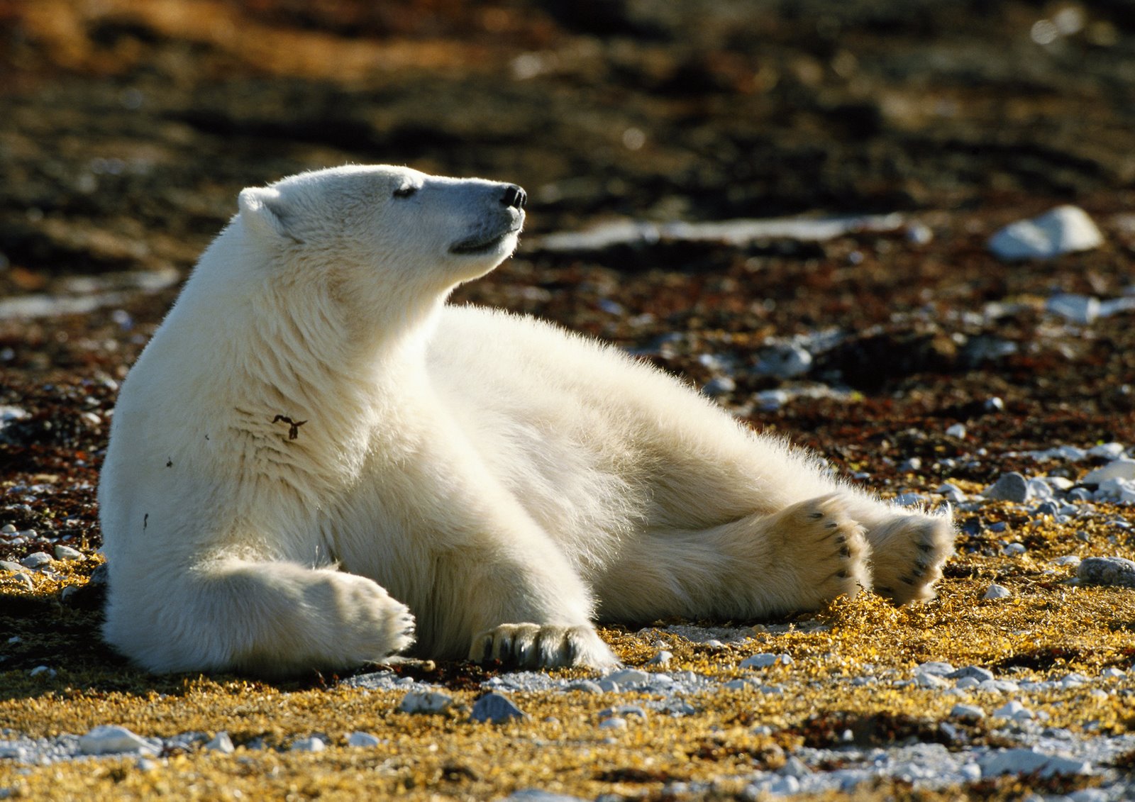 [Polar-Bear-resting.jpg]