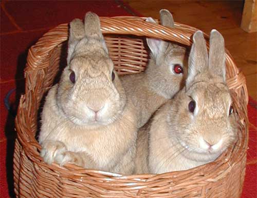 [bunnies-orig.jpg]