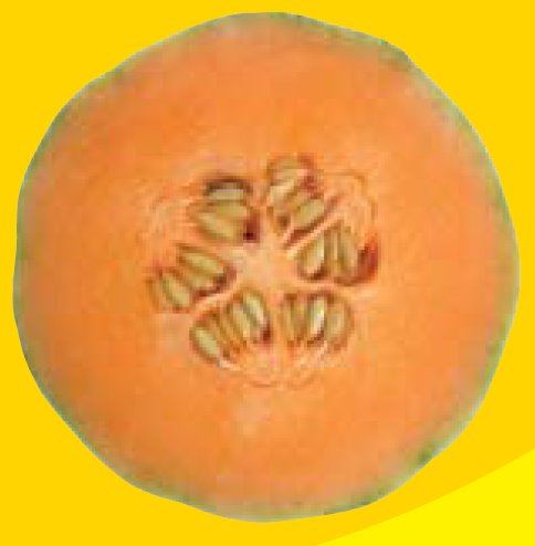 [melon.bmp]