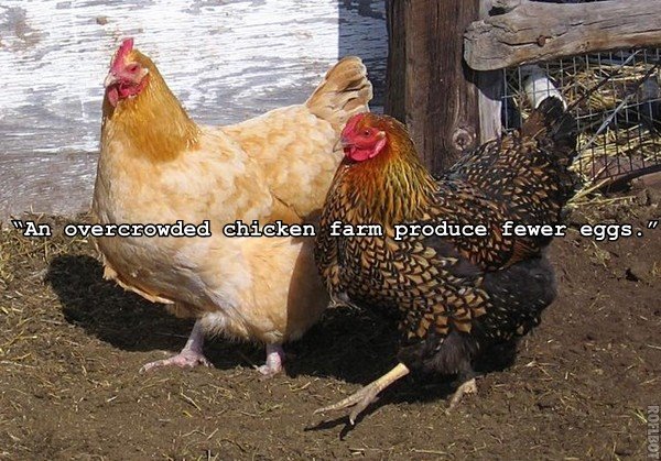 [overcrowded+chicken.jpg]