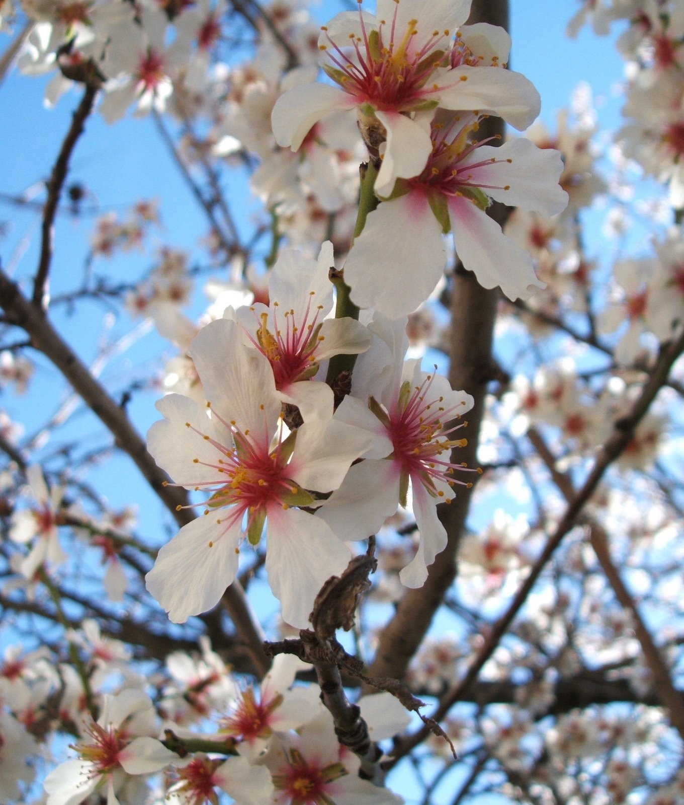 [almond+blossom.JPG]