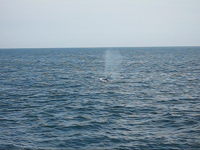 [Whale1.jpg]