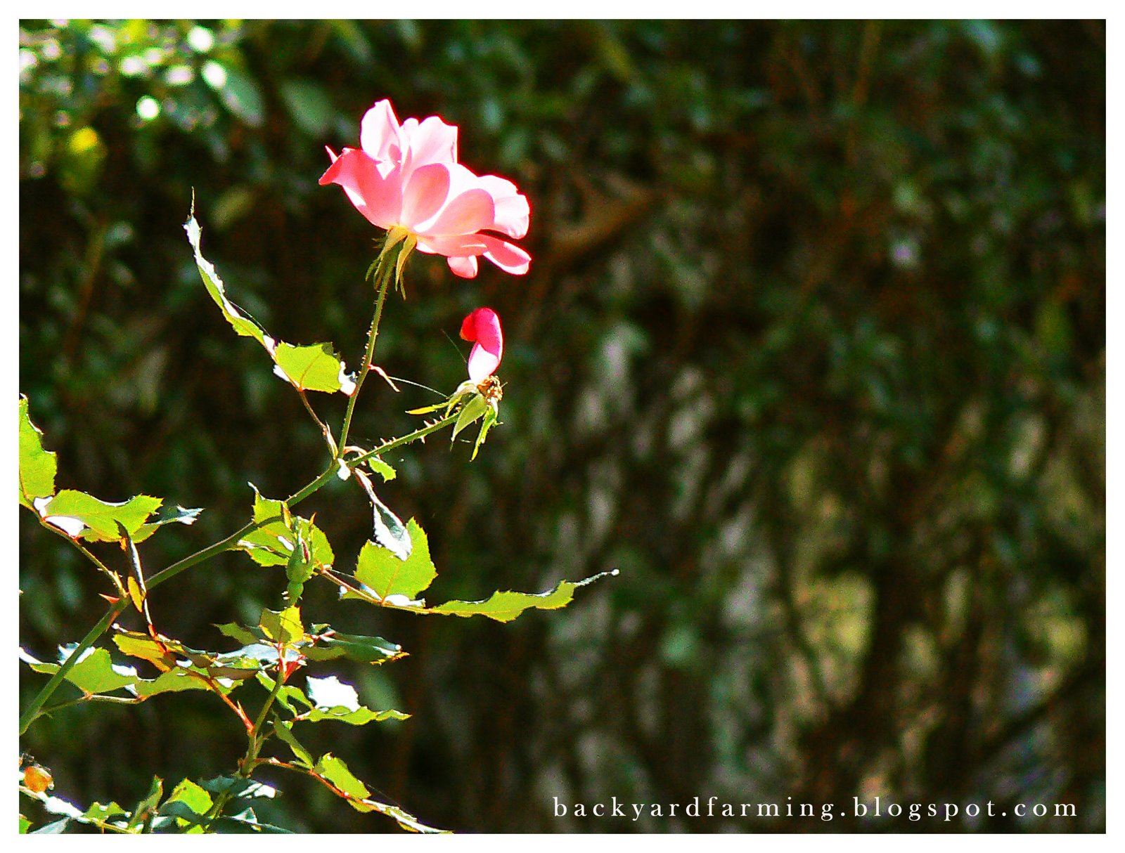 [backyard+farming+rose+pruning.jpg]