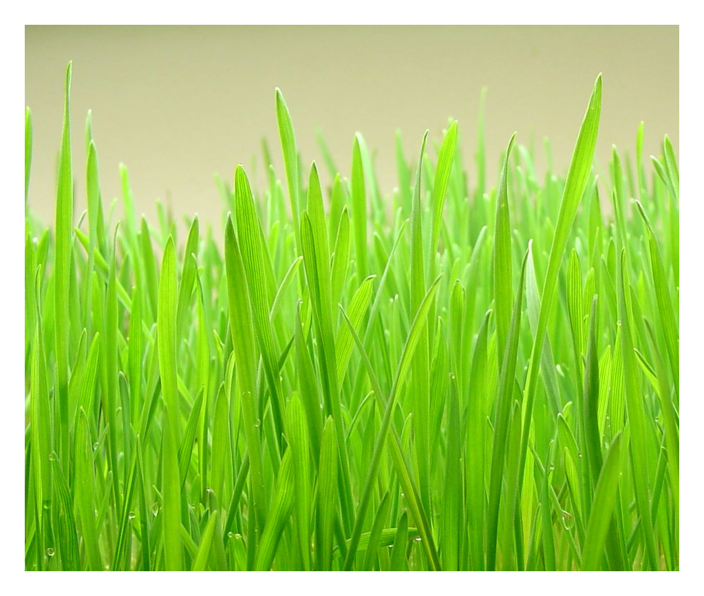 [Wheatgrass1.jpg]