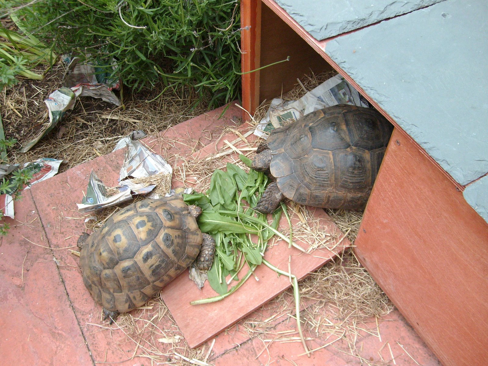 [xx-19-May-Tortoises.jpg]