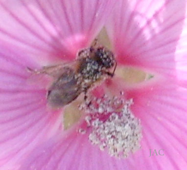 [xx-22-July-Bee-and-Flower.jpg]