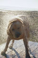 [Dog+shaking+off+Water.jpg]