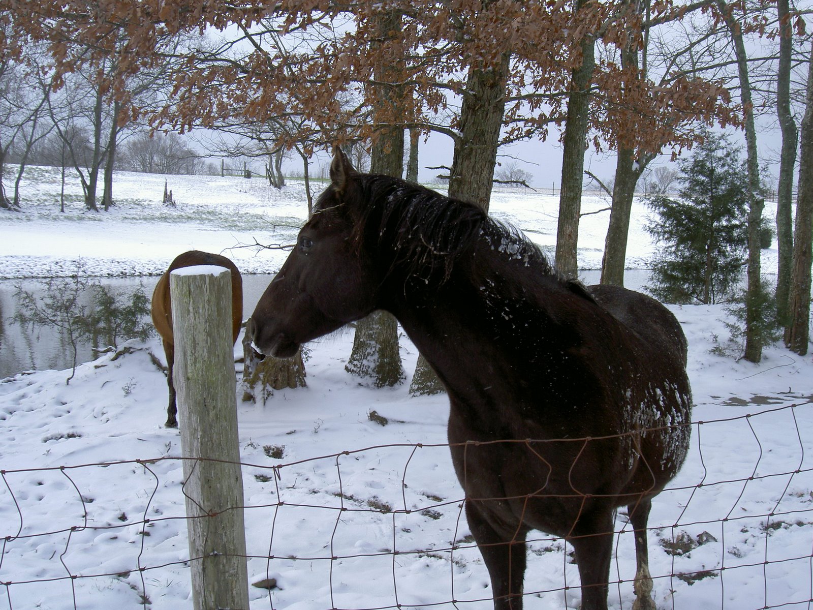[Snow+horse+onyx2.jpg]
