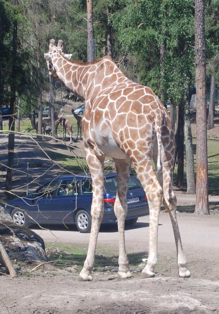 [Giraffe.JPG]
