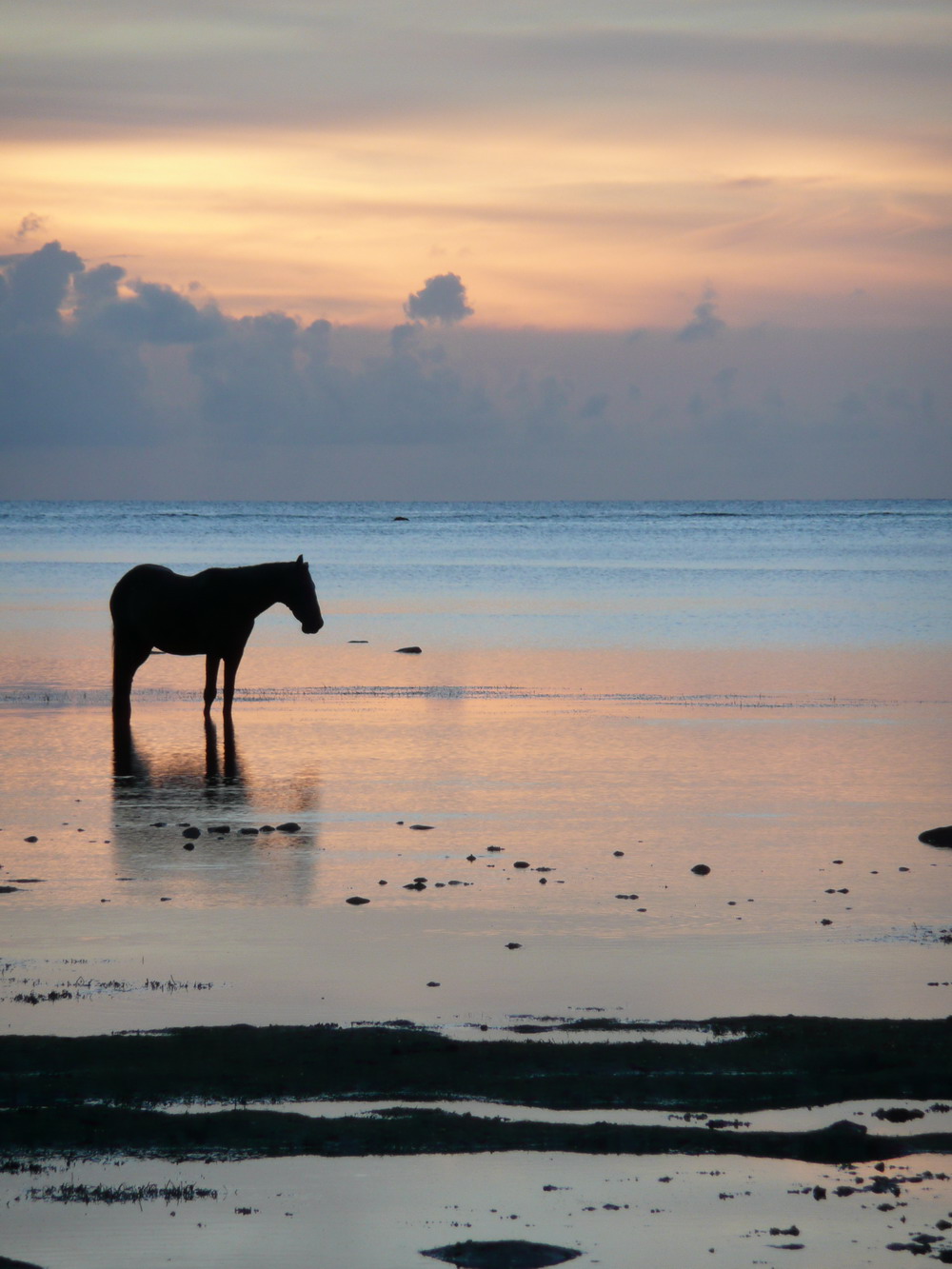 [Sea+Horse.jpg]