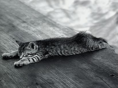 [Cat+in+floor,+by+Rustin+Amerige.jpg]