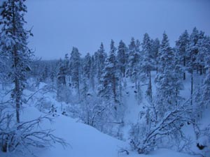 [snow+trees2.jpg]