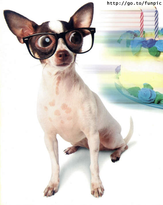 [cachorro+de+oculos.jpg]