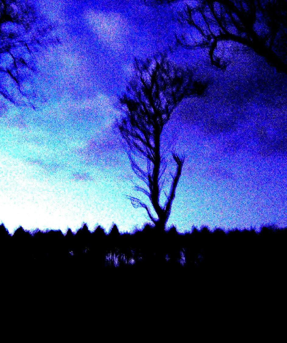 [solitary+tree+in+blue.JPG]
