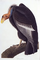 Dark Vulture