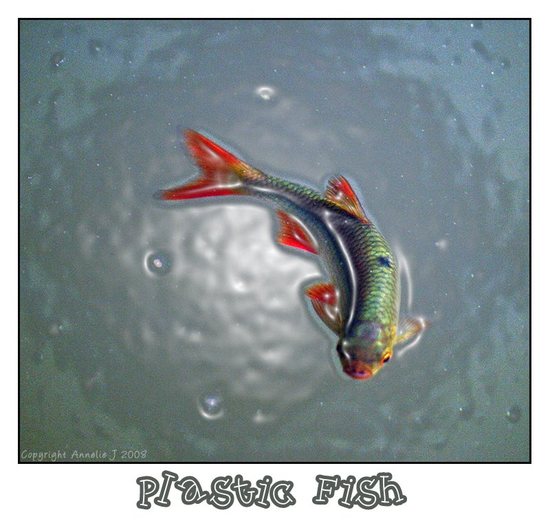 [Plastic+Fish.jpg]