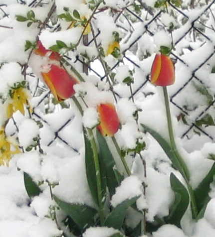 [tulips2_snow.jpg]