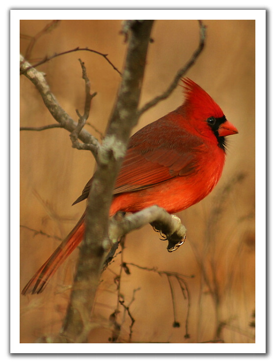 [cardinal.jpg]