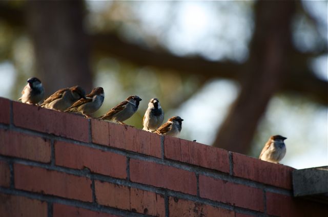 [Gang+of+Sparrows.jpg]