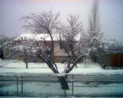 [snowy-day-tree.jpg]