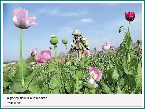 [Afghan+Poppy+Field.JPG]