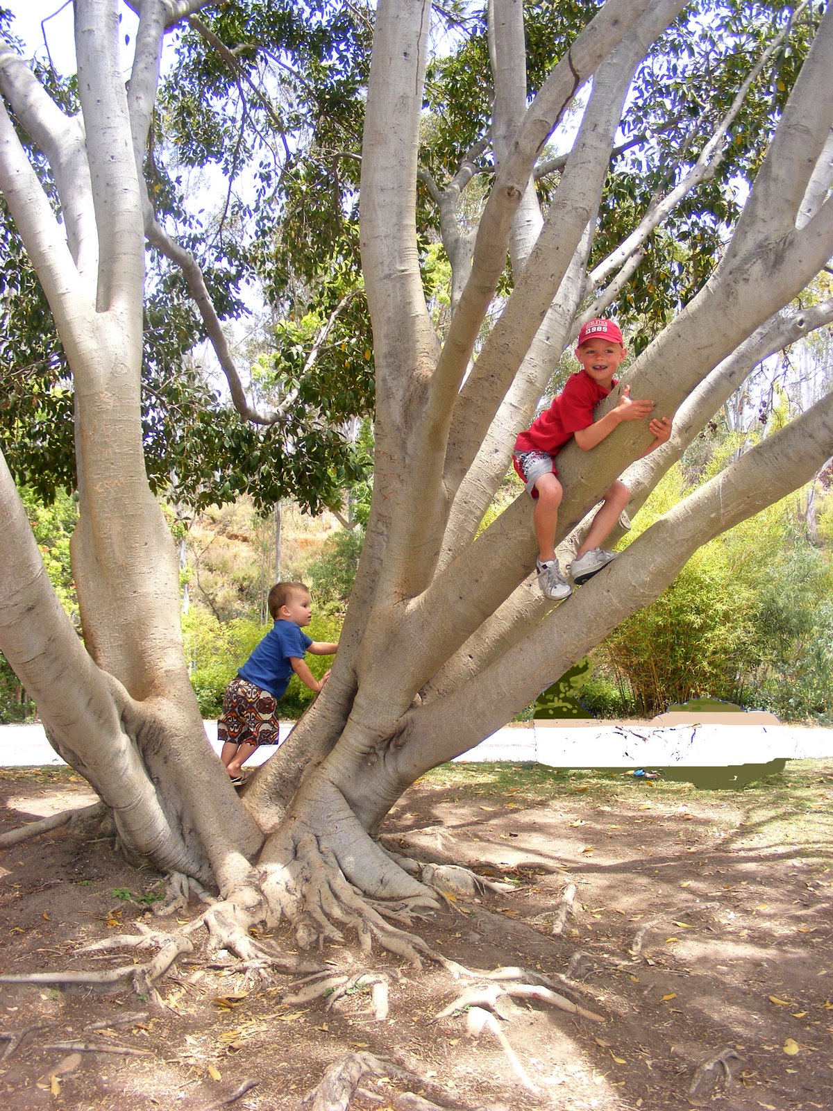 [boys+in+tree.jpg]
