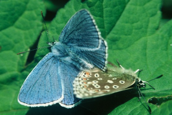 [Mill Hill  W Sussex blue butterfly.jpg]