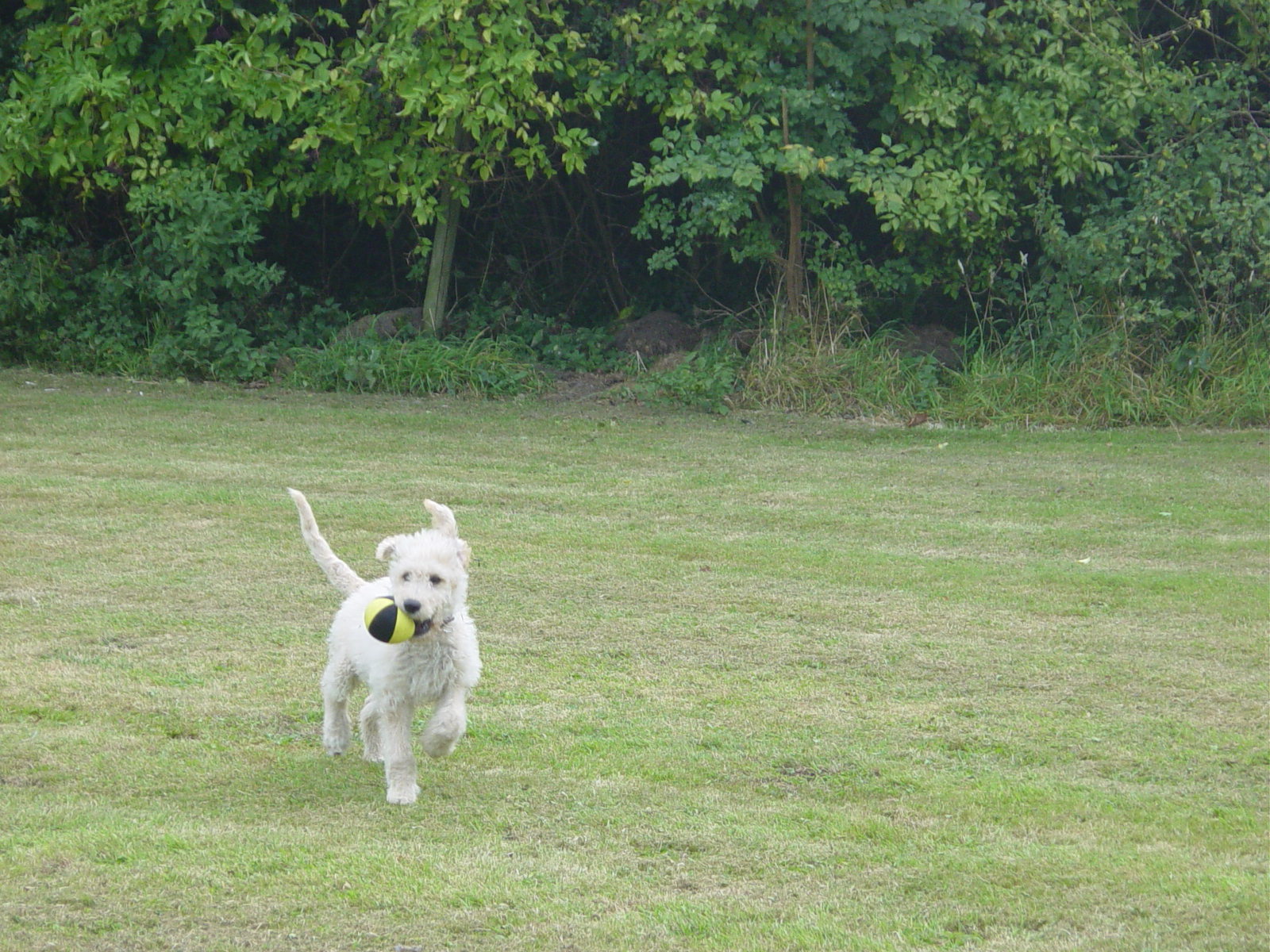 Playing with my ball in the field