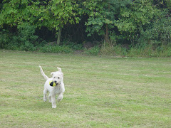 Playing with my ball in the field