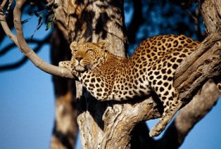 [leopard-on-africa-safari.jpg]