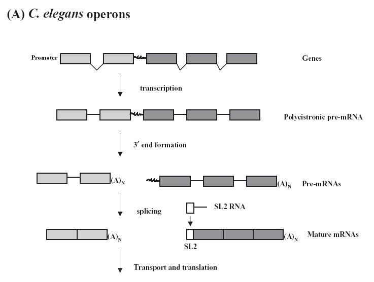 [C+elegans+operons.JPG]
